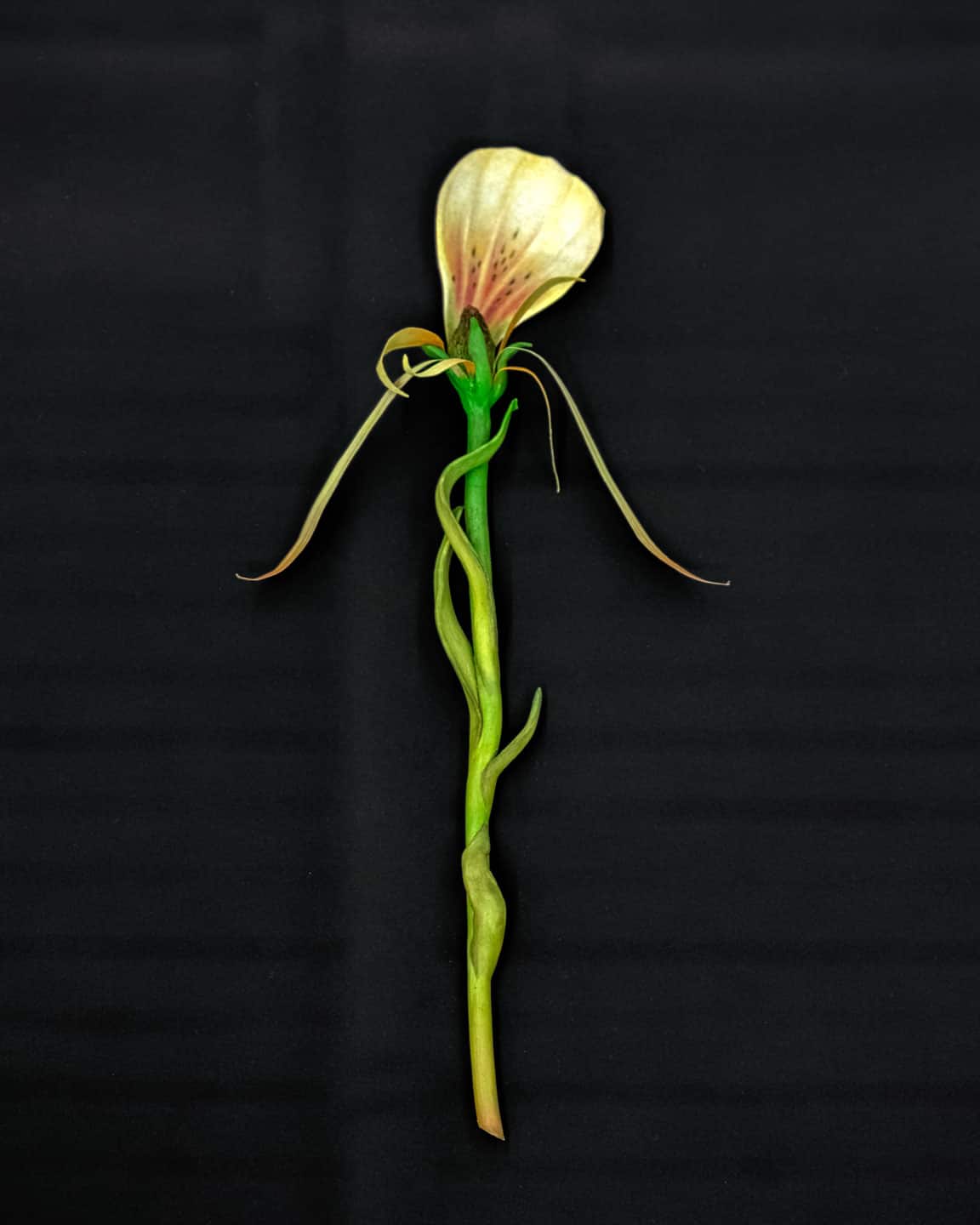 Giving Entry at NAMARA projects